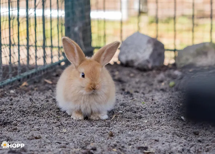 Bauernhof Hopp Appartamento